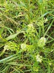 Lepidium virginicum