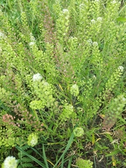 Lepidium virginicum
