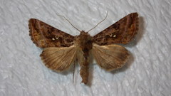 Autographa pulchrina