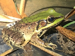 Lithobates palmipes
