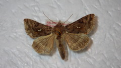 Autographa pulchrina