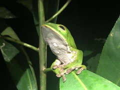 Phyllomedusa tarsius