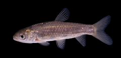 Grass Carp photo 5