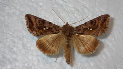 Autographa pulchrina