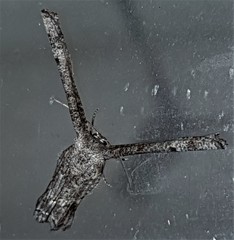 Phazaca interrupta