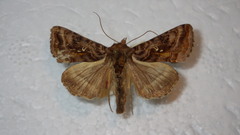 Autographa pulchrina