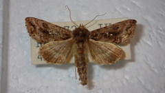 Autographa pulchrina