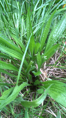 Plantago lanceolata