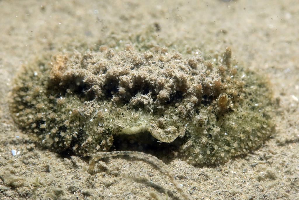 Doris bertheloti