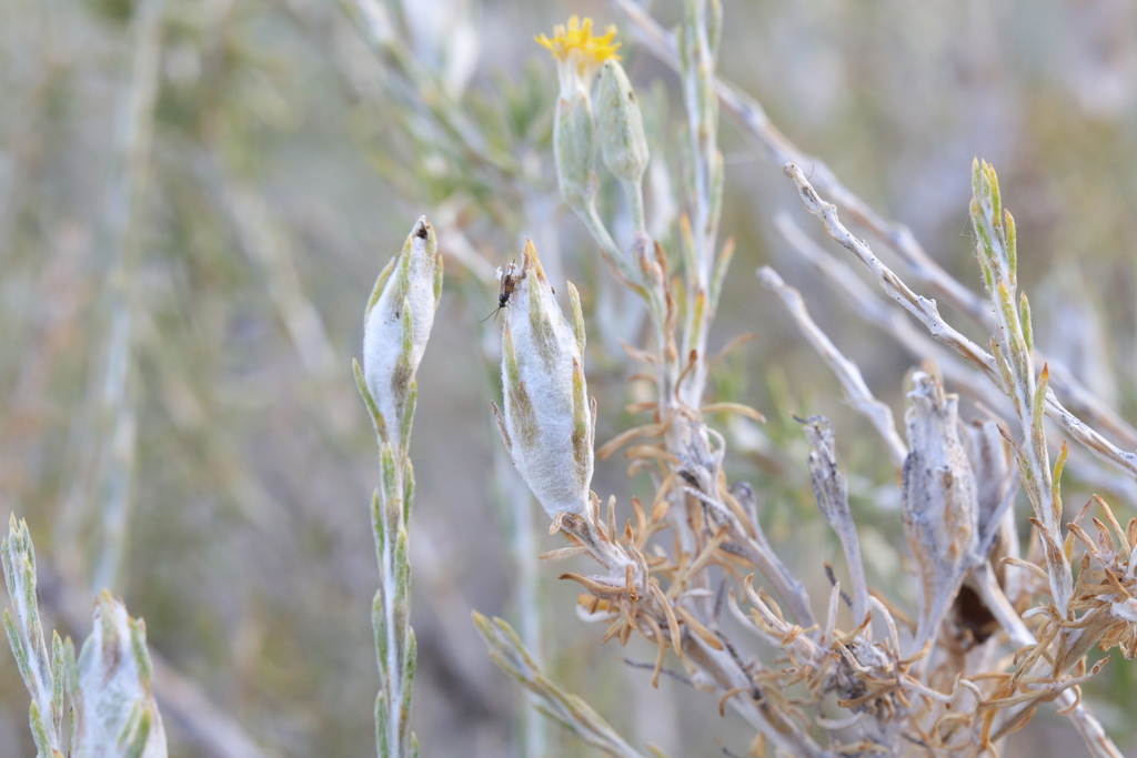 Eurysaccoides