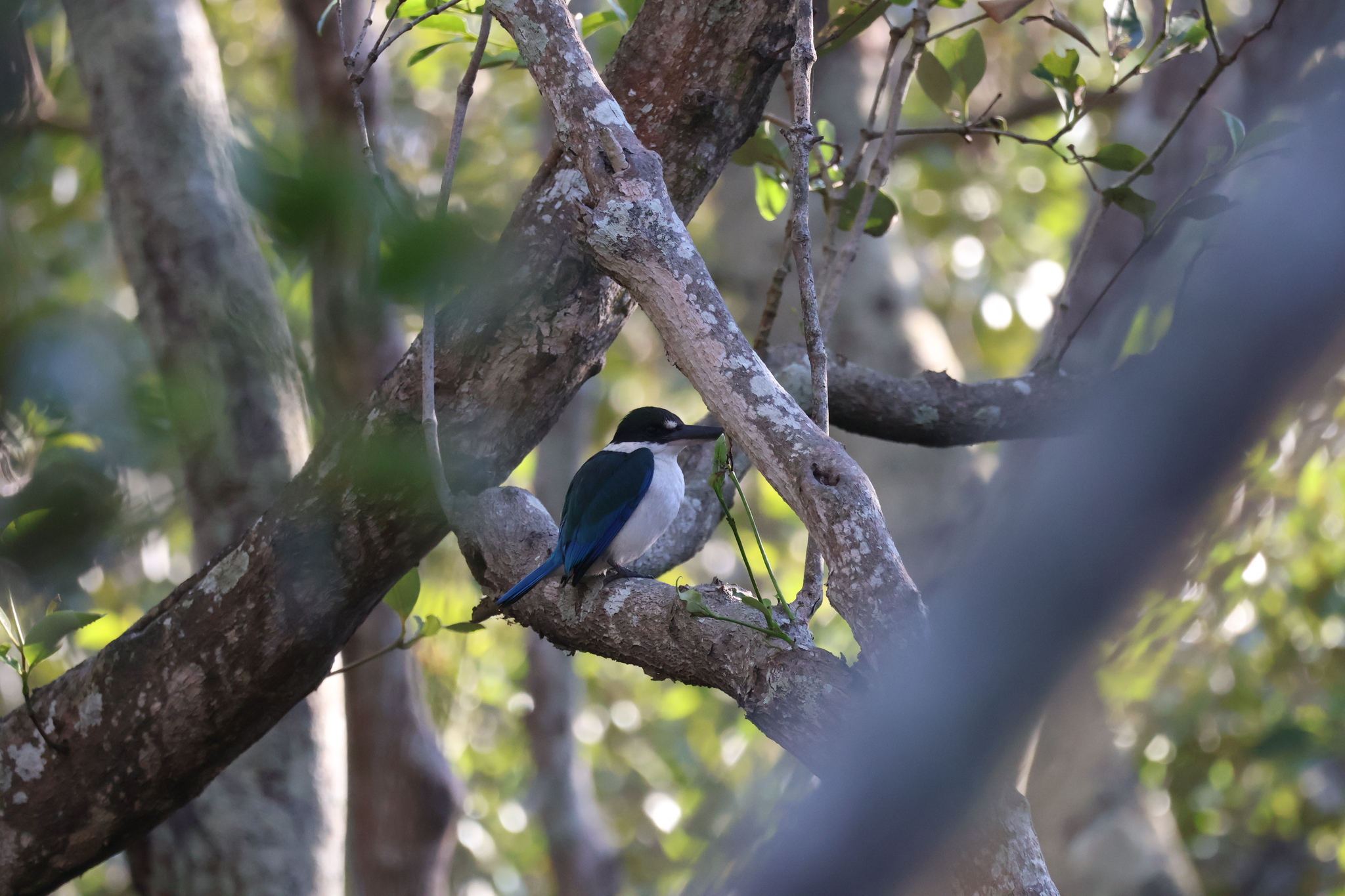 Torresian Kingfisher illustration