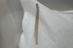 Chalciope mygdon