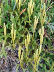 Lycopodium japonicum