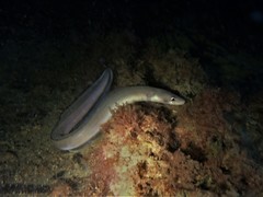 Conger wilsoni