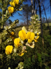 Aspalathus spectabilis