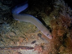 Conger wilsoni
