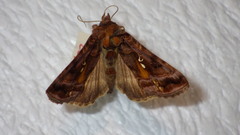 Autographa pulchrina