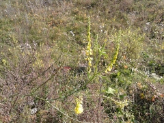 Melilotus suaveolens