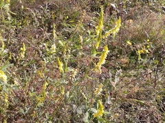 Melilotus suaveolens