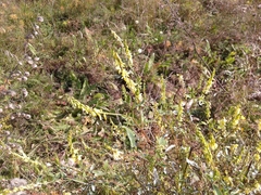 Melilotus suaveolens