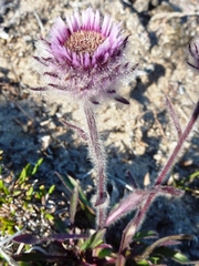 Erigeron eriocephalus