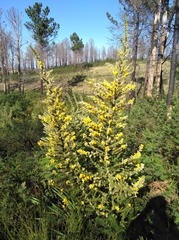 Aspalathus spectabilis