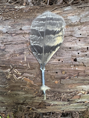 View observation of {o.common_name} on iNaturalist