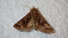 Autographa pulchrina