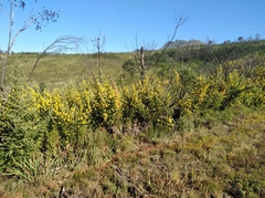 Aspalathus spectabilis