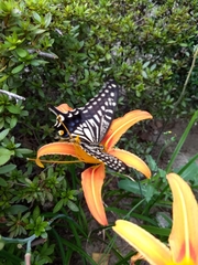 Papilio xuthus