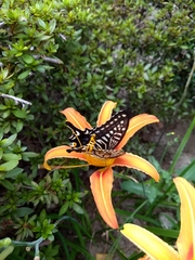 Papilio xuthus