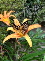 Papilio xuthus