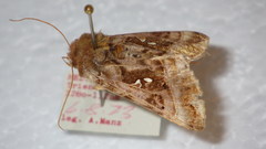 Autographa pulchrina