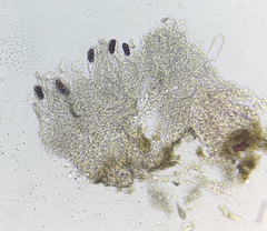 Saccobolus depauperatus
