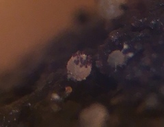 Saccobolus depauperatus