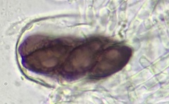 Saccobolus depauperatus