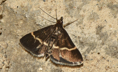 Pyrausta cingulata