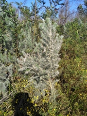 Aspalathus florifera