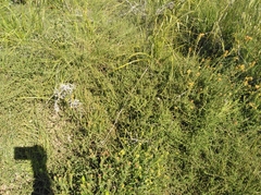 Aspalathus cordicarpa