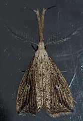 Trigonistis demonias