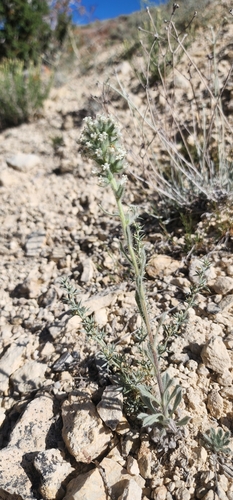 wrinkled cryptantha (Cryptantha rugulosa)
