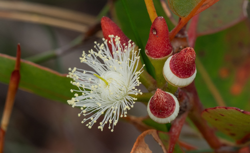 Jarrah (Eucalyptus marginata)