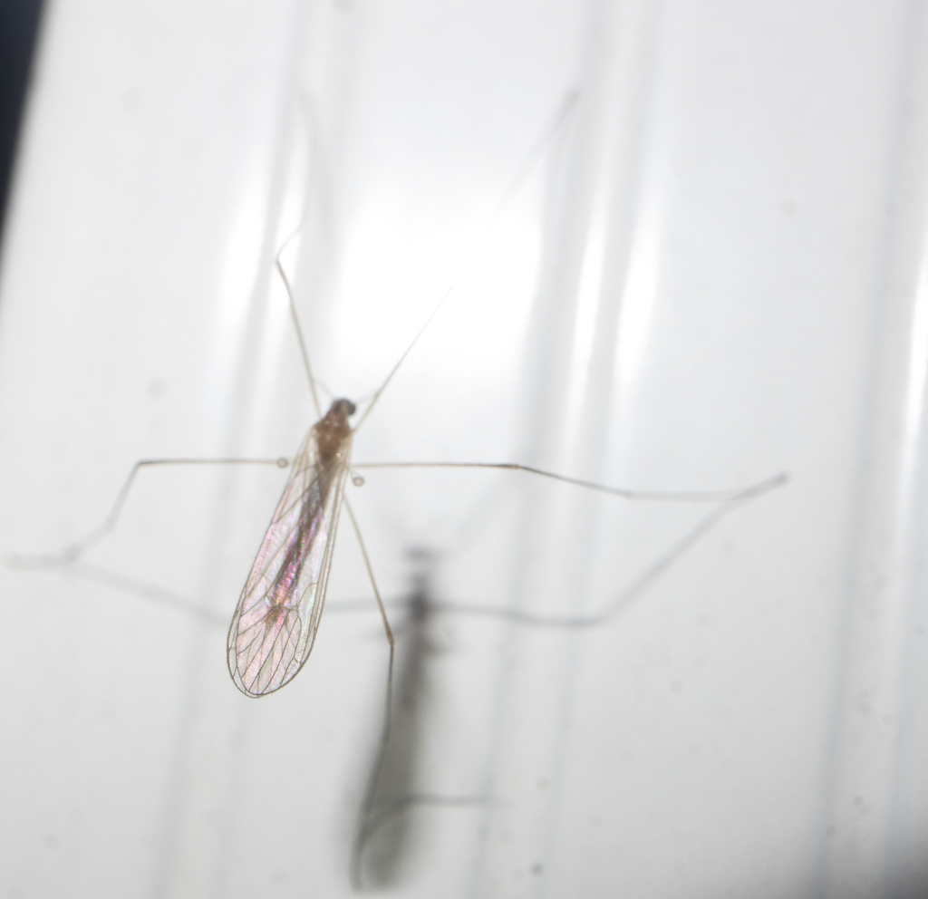 Plectromyia