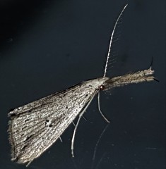 Trigonistis demonias