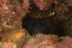 Little Rockfish photo 1