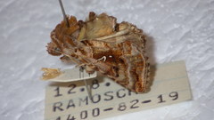 Autographa pulchrina
