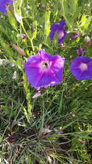 Ipomoea stans