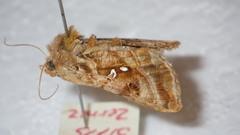 Autographa pulchrina