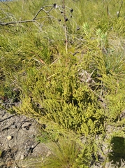 Aspalathus opaca opaca