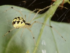 Phylloneta pictipes